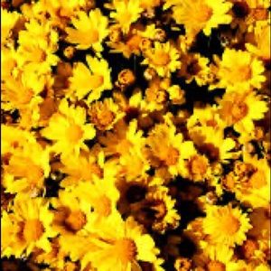 Meet your Posher, Mary grace